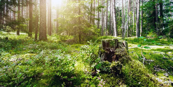 Selva forestal de verano — Foto de Stock