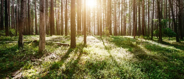 Bela floresta selvagem — Fotografia de Stock