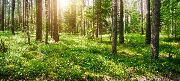 Selva forestal de verano — Foto de Stock