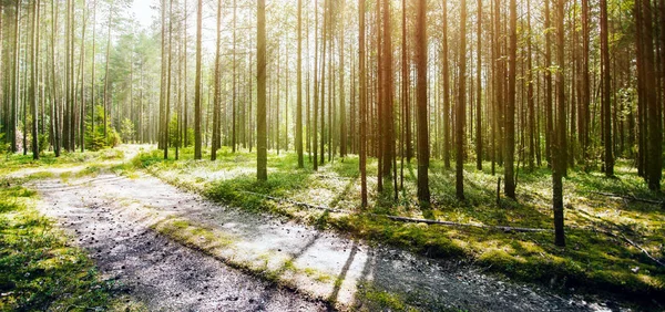 Road in summer forest — Stock Photo, Image