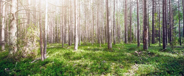 Beautiful wild forest — Stock Photo, Image