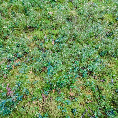 çim dokusu arka plan