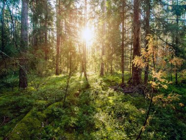 Yaz peyzaj açık panorama