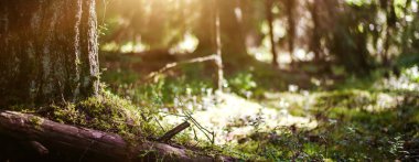 Orman bokeh görüntü güneş ışığı