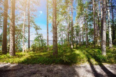 Orman. Ekoloji panorama