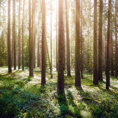 Ormandaki vahşi ağaçlar