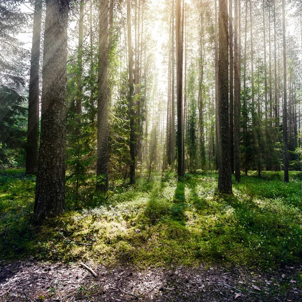 Bos. Wilde planten en bomen — Stockfoto