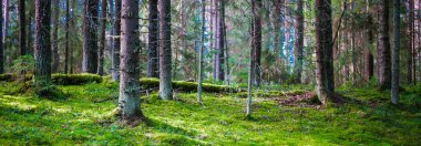 Orman. Vahşi bitkiler ve ağaçlar