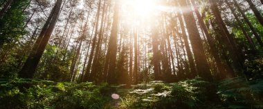 Ormandaki vahşi ağaçlar