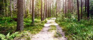 Yaz ormanlarında yol