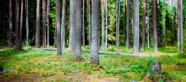 Ormandaki vahşi ağaçlar