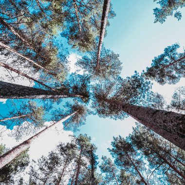 gökyüzü, ağaçlar