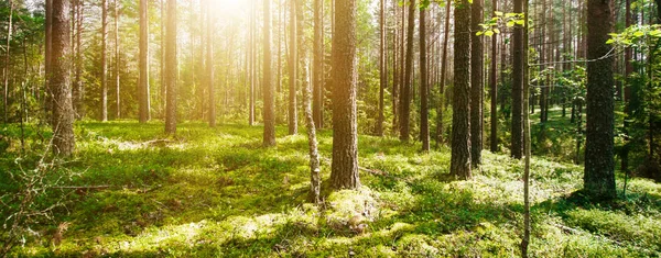 Wild forest panorama — Stock Photo, Image