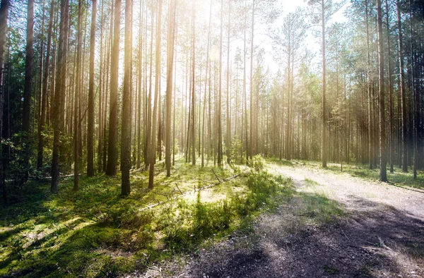 Bos weg outdoor landschap — Stockfoto