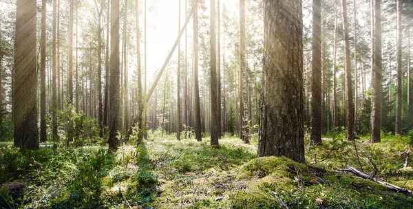 Selva forestal de verano — Foto de Stock