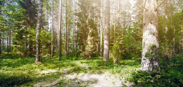 Beautiful wild forest — Stock Photo, Image