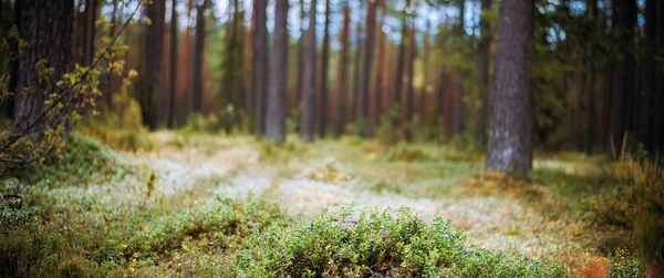 아름 다운 야생 숲 — 스톡 사진