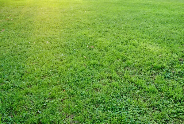 Grönt gräs äng natur bakgrund — Stockfoto