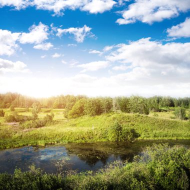 Vahşi çayır ve orman