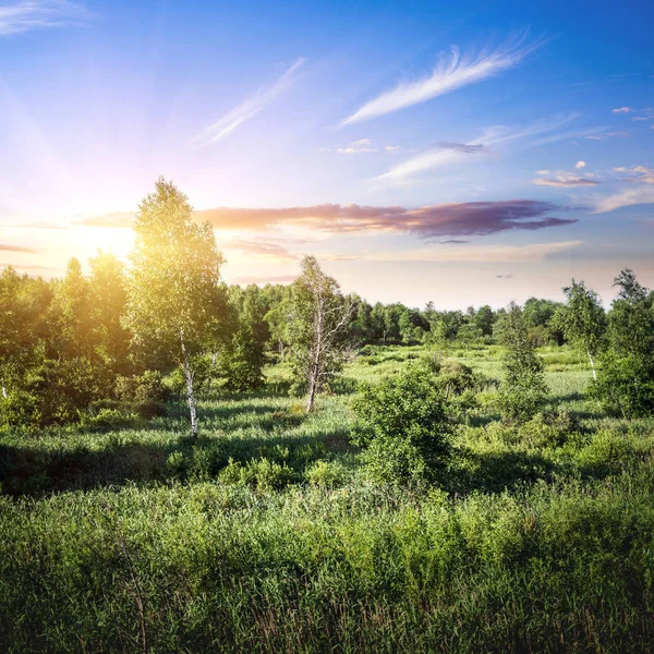 Schöne Parklandschaft — Stockfoto