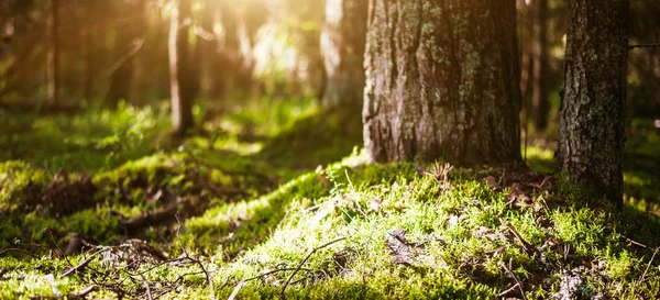 Bosque bokeh fondo — Foto de Stock