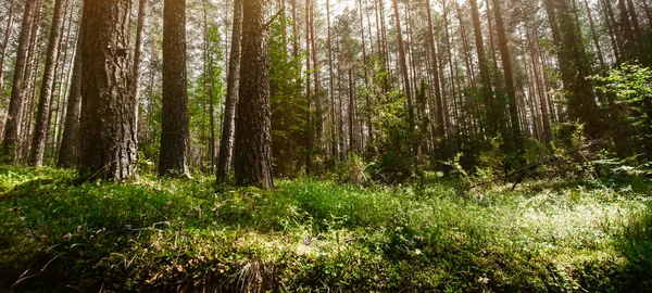 Summer forest jungle — Stock Photo, Image