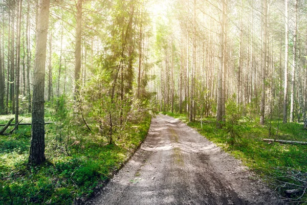 Road in forest — Stock Photo, Image