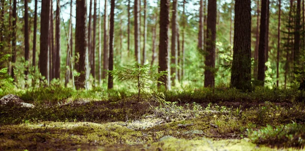 Vakker, vill skog – stockfoto