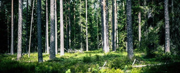 Ekoloji arka planı dış manzara