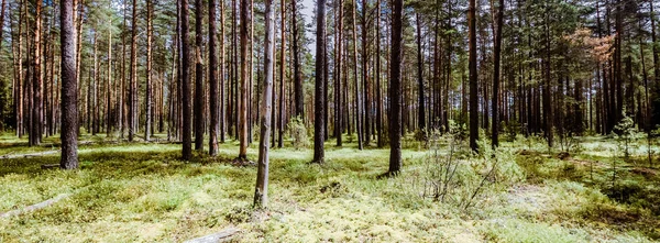Orman. Vahşi bitkiler ve ağaçlar