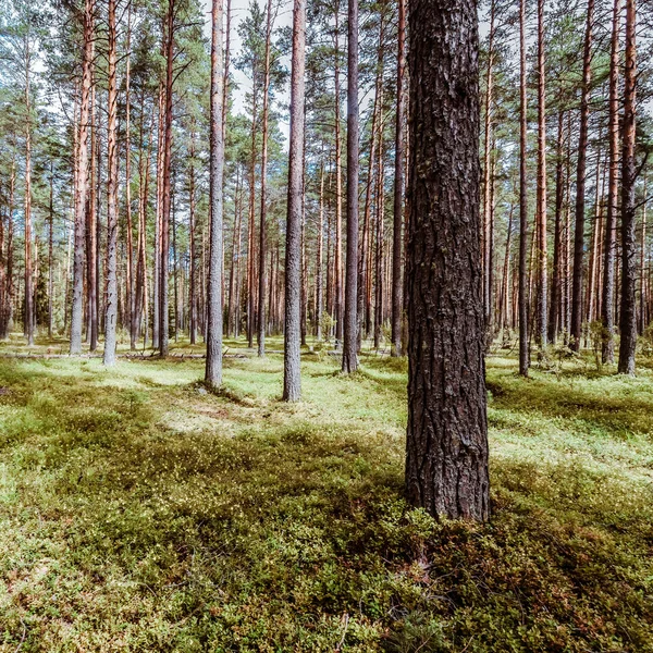 Ekoloji yaz güzel arka plan
