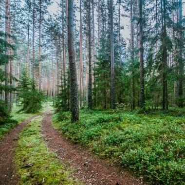 Ormandaki vahşi ağaçlar