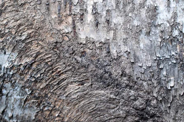 Rustic bark tree — Stock Photo, Image