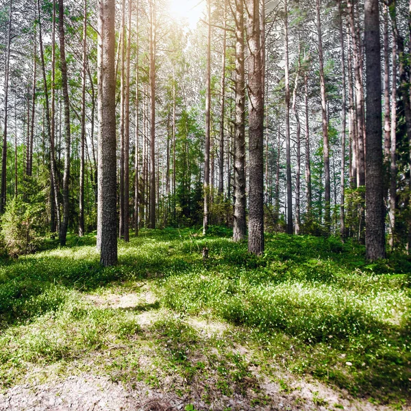 Orman. Vahşi bitkiler ve ağaçlar