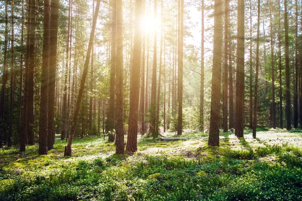 Árboles silvestres en el bosque — Foto de Stock