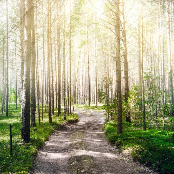 Yaz ormanlarında yol