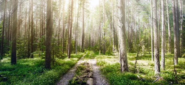 Forest road outdoor landscape — Stock Photo, Image