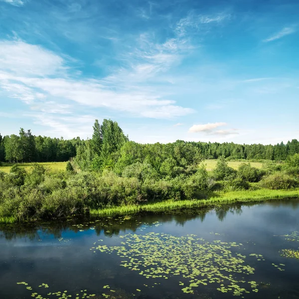 Yaz alanı hem de orman manzara