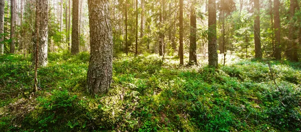 Wild trees in forest