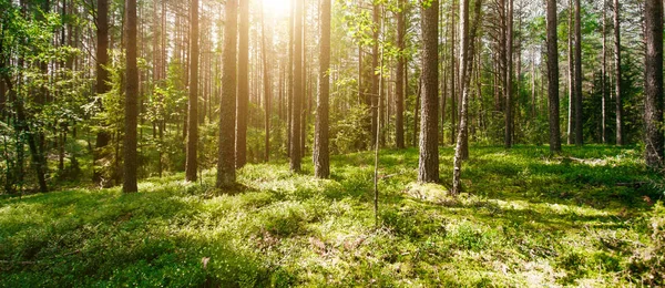 Hermoso bosque salvaje — Foto de Stock