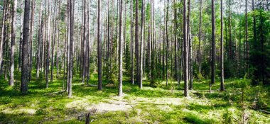 Vahşi orman manzarası