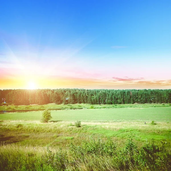 Bosque de verano y prado al aire libre — Foto de Stock