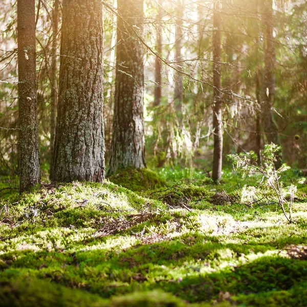 Panorama foresta selvaggia — Foto Stock