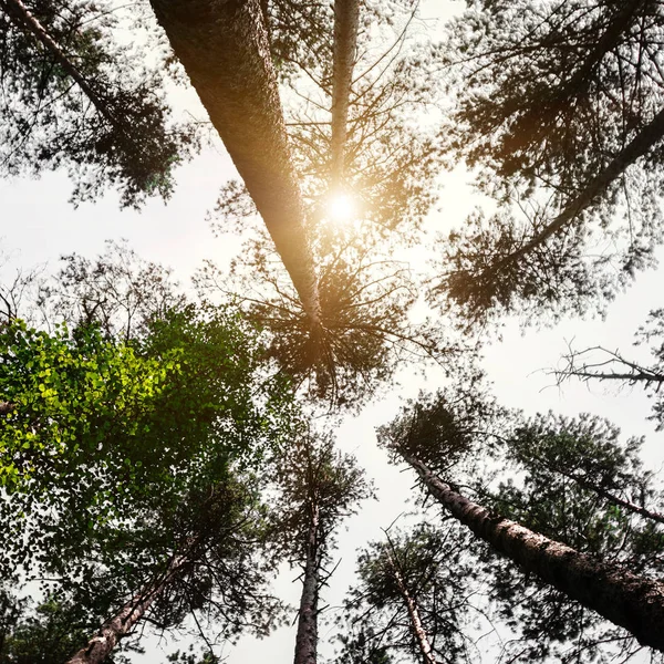 Orman üst ağaç görünümü