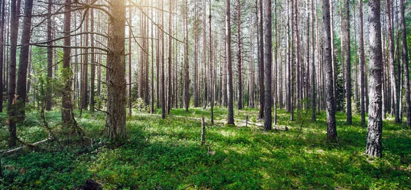 Bela floresta selvagem — Fotografia de Stock