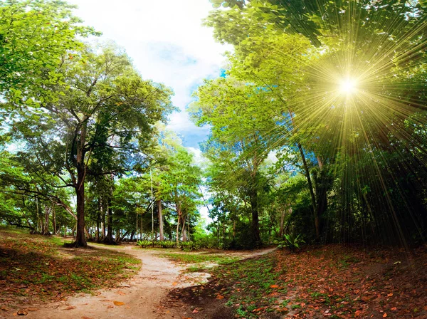 Dschungel Wald Natur Hintergrund — Stockfoto