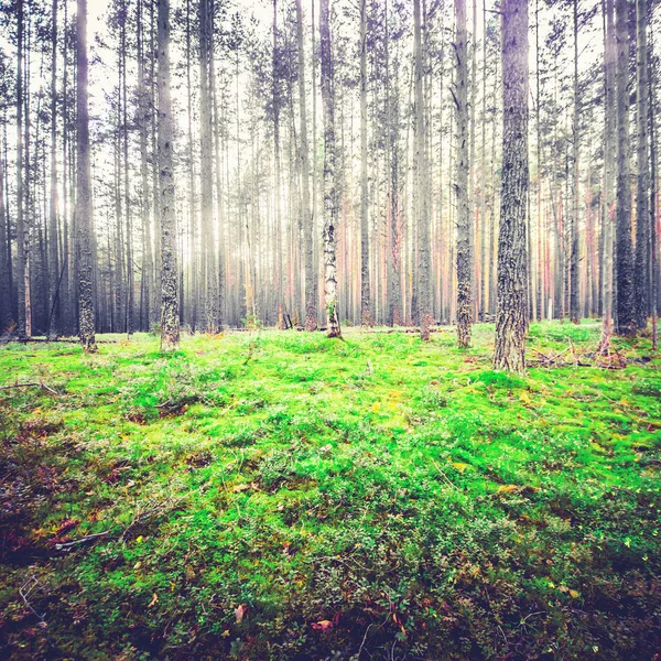 Pozadomowy krajobraz las — Zdjęcie stockowe