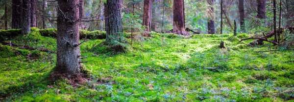 Panorama florestal selvagem — Fotografia de Stock