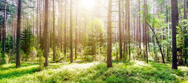 Forest. Wild plants and trees — Stock Photo, Image