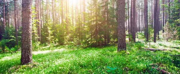 Ecology background outdoor landscape — Stock Photo, Image